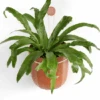 Leak-Free Hanging Planter In Terra Cotta – Modern 360° Drainage Indoor Pot -Ed's plant shop leak free hanging planter in terra cotta modern 3600 drainage indoor pot 737616