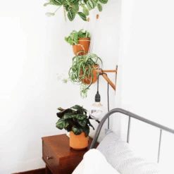 Leak-Free Hanging Planter In Terra Cotta – Modern 360° Drainage Indoor Pot -Ed's plant shop leak free hanging planter in terra cotta modern 3600 drainage indoor pot 893221