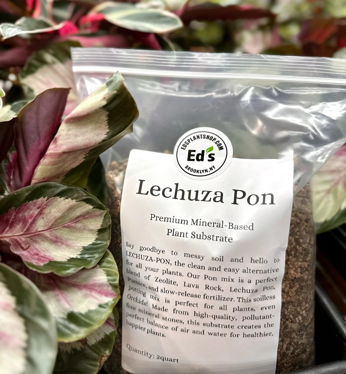 LECHUZA-PON Soilless Potting Mix 2 Quarts | Clean & Effective 4 LECHUZA-PON Soilless Potting Mix 2 Quarts | Clean & Effective - Image 2