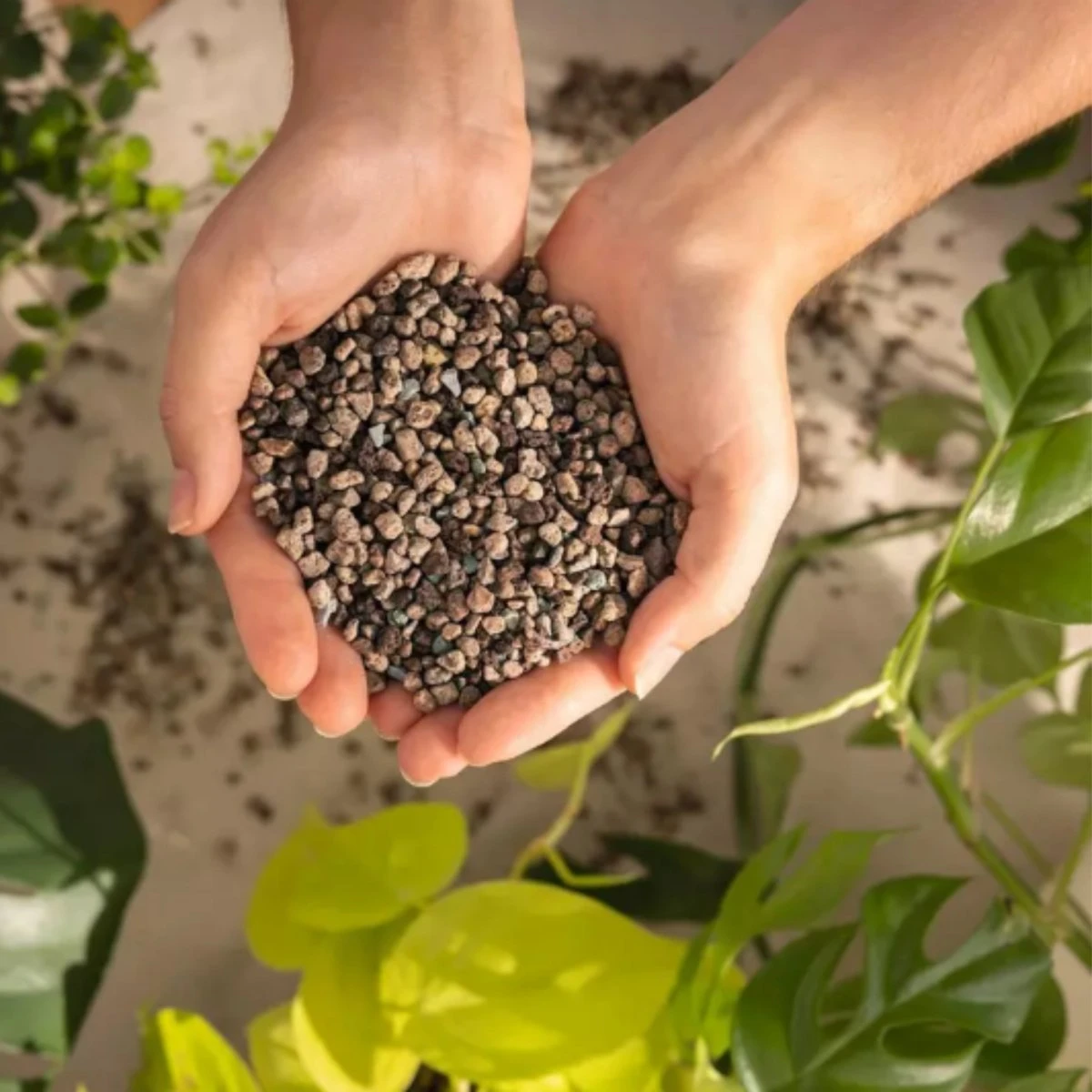 LECHUZA-PON Soilless Potting Mix 2 Quarts | Clean & Effective 3 LECHUZA-PON Soilless Potting Mix 2 Quarts | Clean & Effective