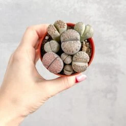 Lithops - Living Rock Plant -Ed's plant shop lithops living rock plant 637720