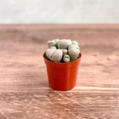 Lithops - Living Rock Plant -Ed's plant shop lithops living rock plant 681526