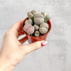 Lithops - Living Rock Plant -Ed's plant shop lithops living rock plant 920981