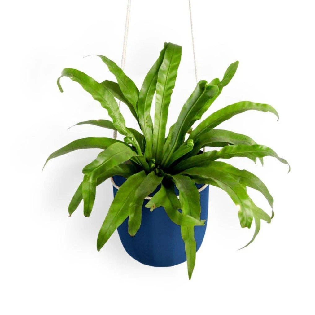 Loop Hanging Planter – Indigo | Leak-Proof, 360° Drainage & Deep Color Accent 3 Loop Hanging Planter – Indigo | Leak-Proof, 360° Drainage & Deep Color Accent