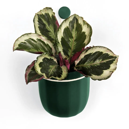 Loop Hanging Planter In Forest – Leak-Proof, 360° Drainage Hanging Pot 3 Loop Hanging Planter In Forest – Leak-Proof, 360° Drainage Hanging Pot