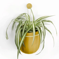 Loop Hanging Planter – Mustard | Self-Watering, Leak-Proof & Bold