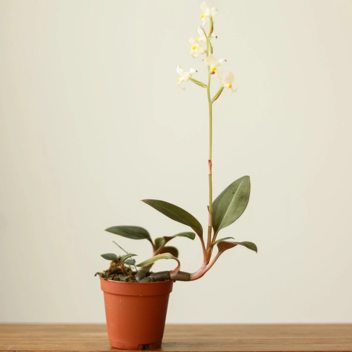 Ludisia Discolor - ‘Jewel Orchid’ Var. Nigrescens - Various Sizes 9 Ludisia Discolor - ‘Jewel Orchid’ Var. Nigrescens - Various Sizes - Image 7