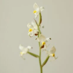 Ludisia Discolor - ‘Jewel Orchid’ Var. Nigrescens - Various Sizes 12 Ludisia Discolor - ‘Jewel Orchid’ Var. Nigrescens - Various Sizes -Ed's plant shop ludisia discolor jewel orchid var nigrescens various sizes 525604