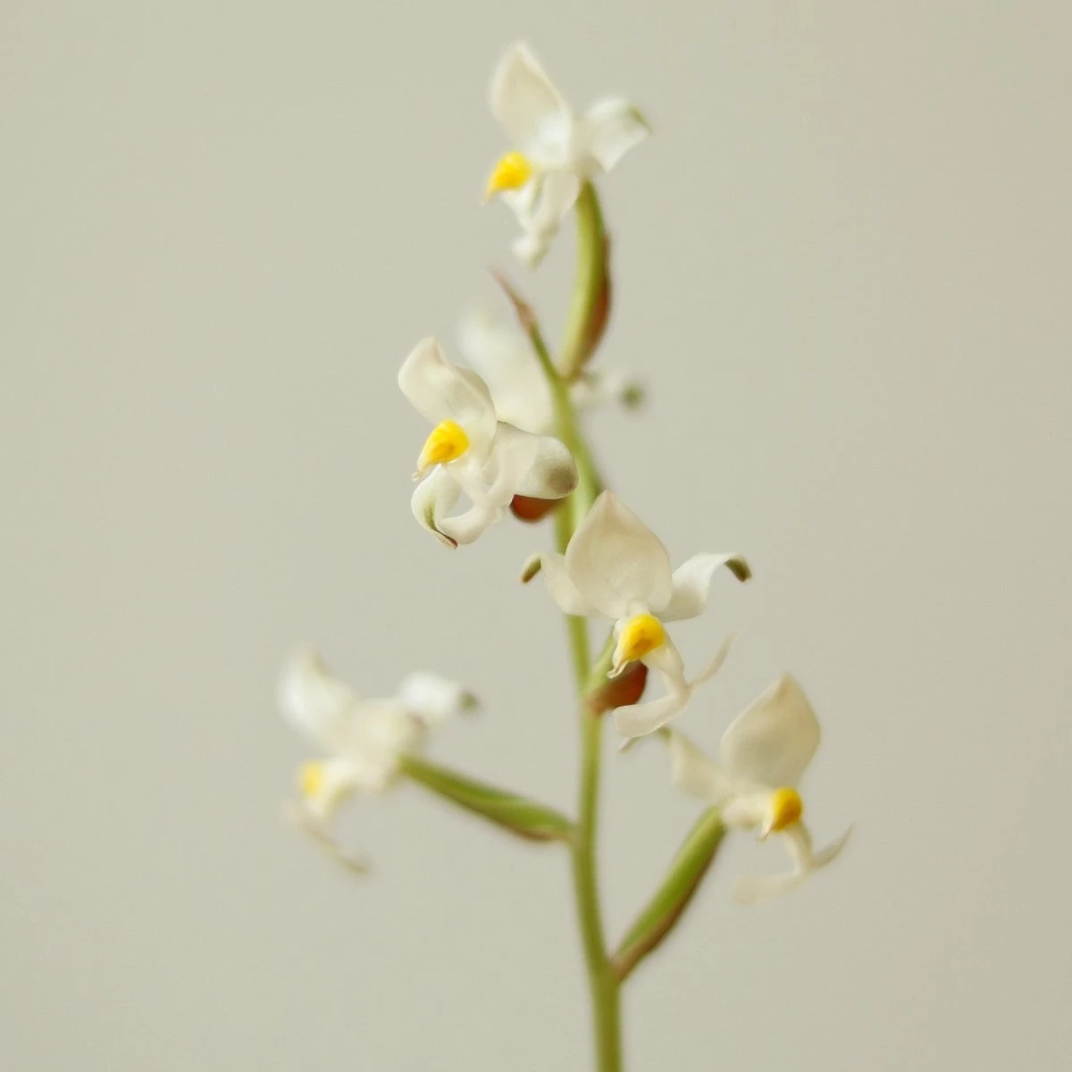 Ludisia Discolor - ‘Jewel Orchid’ Var. Nigrescens - Various Sizes 6 Ludisia Discolor - ‘Jewel Orchid’ Var. Nigrescens - Various Sizes - Image 4