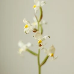 Ludisia Discolor - ‘Jewel Orchid’ Var. Nigrescens - Various Sizes 13 Ludisia Discolor - ‘Jewel Orchid’ Var. Nigrescens - Various Sizes -Ed's plant shop ludisia discolor jewel orchid var nigrescens various sizes 595696
