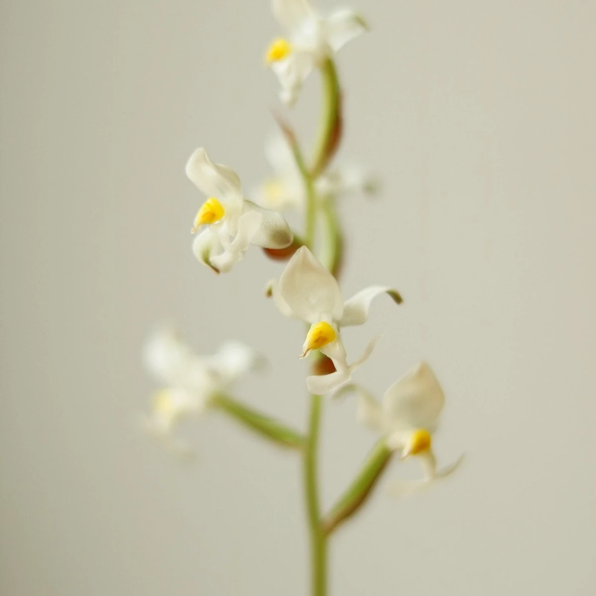 Ludisia Discolor - ‘Jewel Orchid’ Var. Nigrescens - Various Sizes 7 Ludisia Discolor - ‘Jewel Orchid’ Var. Nigrescens - Various Sizes - Image 5