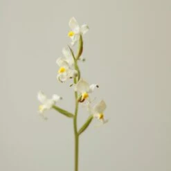 Ludisia Discolor - ‘Jewel Orchid’ Var. Nigrescens - Various Sizes 11 Ludisia Discolor - ‘Jewel Orchid’ Var. Nigrescens - Various Sizes -Ed's plant shop ludisia discolor jewel orchid var nigrescens various sizes 677834