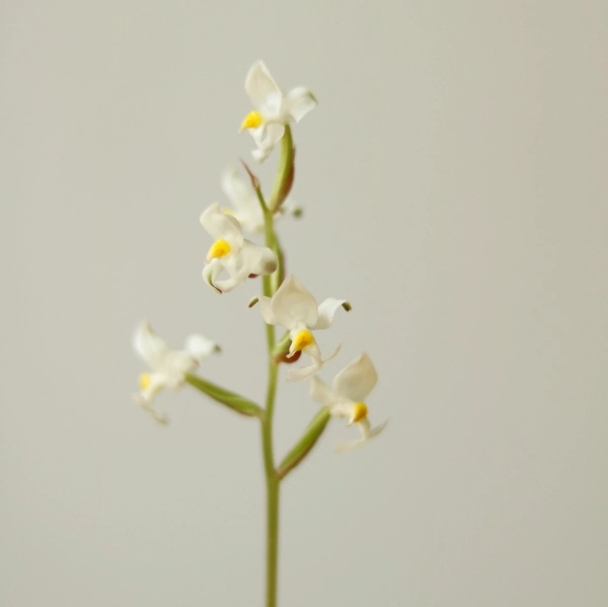 Ludisia Discolor - ‘Jewel Orchid’ Var. Nigrescens - Various Sizes 5 Ludisia Discolor - ‘Jewel Orchid’ Var. Nigrescens - Various Sizes - Image 3