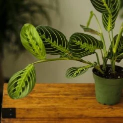 Maranta Leuconeura 'Lemon Prayer Plant' -Ed's plant shop maranta leuconeura lemon lime prayer plant 772266