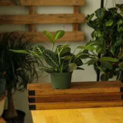 Maranta Leuconeura 'Lemon Prayer Plant' -Ed's plant shop maranta leuconeura lemon lime prayer plant 856057