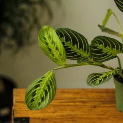 Maranta Leuconeura 'Lemon Prayer Plant' -Ed's plant shop maranta leuconeura lemon lime prayer plant 913463