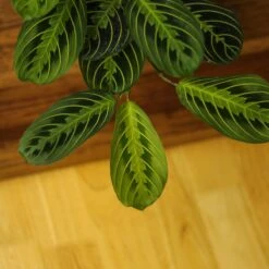 Maranta Leuconeura 'Lemon Prayer Plant' -Ed's plant shop maranta leuconeura lemon lime prayer plant 980963
