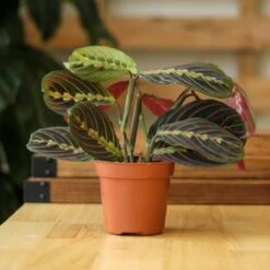 Maranta Leuconeura 'Red Prayer Plant' - Various Sizes -Ed's plant shop maranta leuconeura red prayer plant various sizes 243826