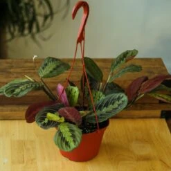 Maranta Leuconeura 'Red Prayer Plant' - Various Sizes -Ed's plant shop maranta leuconeura red prayer plant various sizes 301651