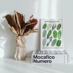 Marantaceae Species ID Chart -Botanical Houseplant Art Print -Ed's plant shop marantaceae species id chart botanical houseplant art print 739603