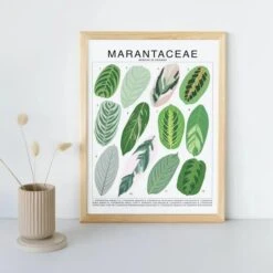 Marantaceae Species ID Chart -Botanical Houseplant Art Print -Ed's plant shop marantaceae species id chart botanical houseplant art print 999704