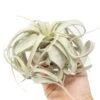 Medium TillandsiaXerographica Air Plant / 5-6 Inches Wide -Ed's plant shop medium tillandsia xerographica air plant 5 6 inches wide 5043235