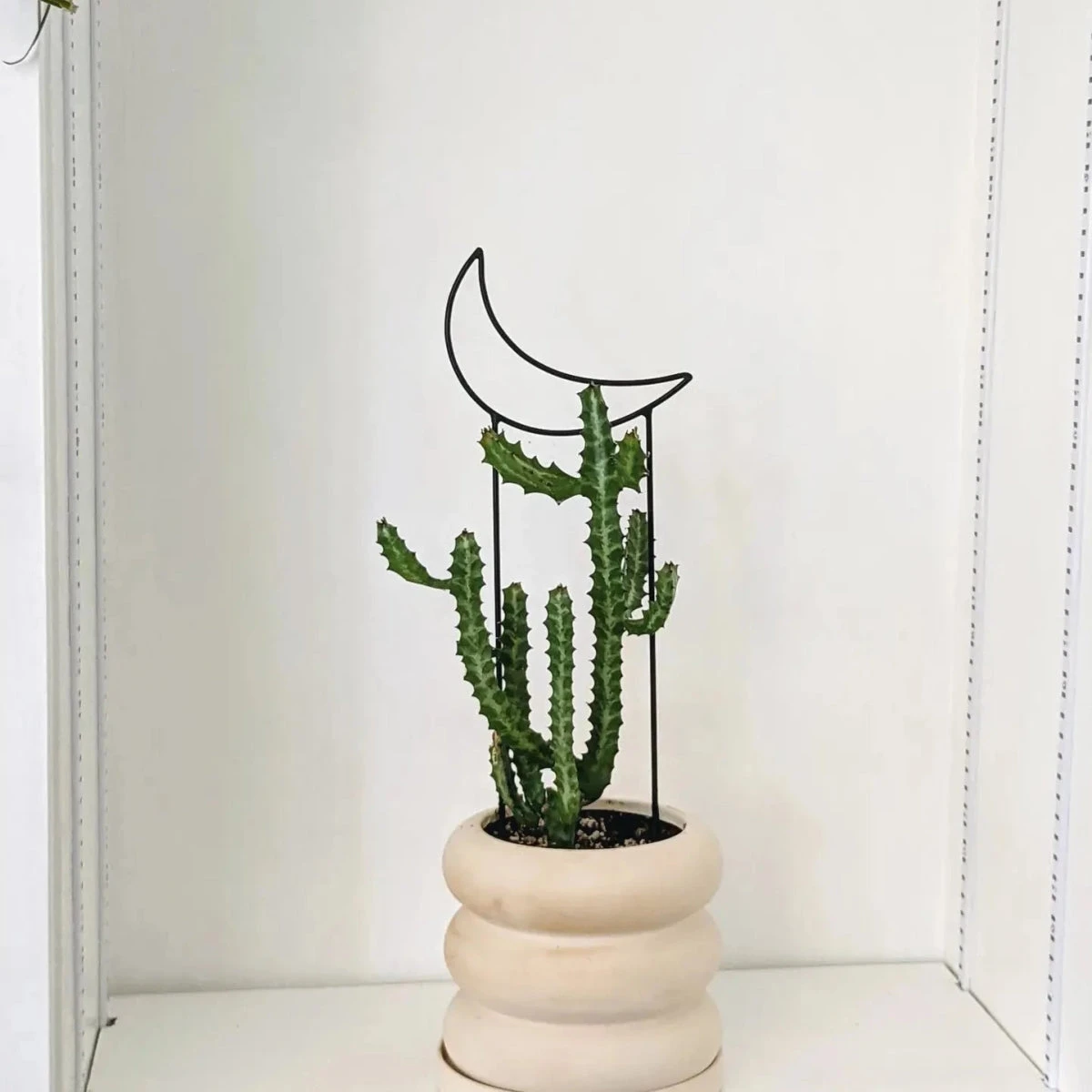 Metal Crescent Moon Trellis 3 Metal Crescent Moon Trellis