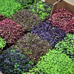 Microgreens & Herbs 3-Tier Walden White LED Grow Tent Kit -Ed's plant shop microgreens herbs 3 tier walden white led grow tent kit 211196