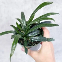 Microsorum Thailandicum - Blue Oil Fern -Ed's plant shop microsorum thailandicum blue oil fern 4 inch 978422