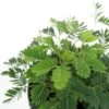 Mimosa Pudica - Sensitive Plant - 3.5 Inch -Ed's plant shop mimosa pudica sensitive plant 35 inch 591321