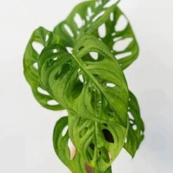 Monstera Adansonii 'Wide Form' 4.5 Inch