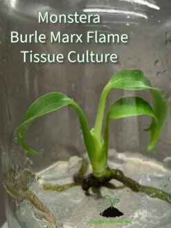 Monstera Burle Marx Flame Plantlet -Ed's plant shop monstera burle marx flame plantlet 482403