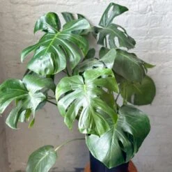 Monstera Deliciosa Floor Plant -Ed's plant shop monstera deliciosa floor plant 137544
