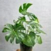 Monstera Deliciosa Floor Plant -Ed's plant shop monstera deliciosa floor plant 170885