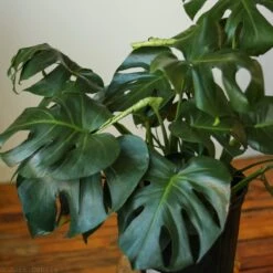 Monstera Deliciosa Floor Plant -Ed's plant shop monstera deliciosa floor plant 831156