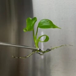 Monstera Deliciosa Sierrana Plantlets -Ed's plant shop monstera deliciosa sierrana plantlets 100625