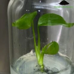 Monstera Deliciosa Sierrana Plantlets -Ed's plant shop monstera deliciosa sierrana plantlets 333034