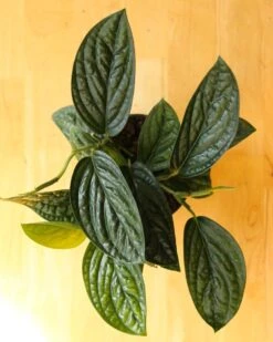 Monstera Karstenianum - ‘Monstera Peru’ - Various Sizes -Ed's plant shop monstera karstenianum monstera peru various sizes 746386