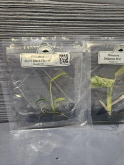 Monstera Madness Bundle - 3 Plantlets -Ed's plant shop monstera madness bundle 3 plantlets 875035