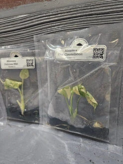 Monstera Madness Bundle - 3 Plantlets -Ed's plant shop monstera madness bundle 3 plantlets 900368