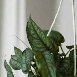 Monstera Siltepecana - Silverleaf Monstera Hanging Basket 10 Monstera Siltepecana - Silverleaf Monstera Hanging Basket -Ed's plant shop monstera siltepecana silver monstera 795408