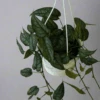 Monstera Siltepecana - Silverleaf Monstera Hanging Basket