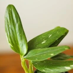 Monstera Standleyana Albo -Ed's plant shop monstera standleyana albo 768133