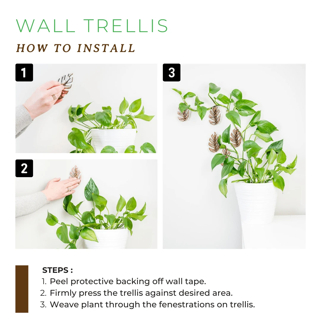 Monstrella - Wall Mounted Plant Support For Climbing Vines 10 Monstrella - Wall Mounted Plant Support For Climbing Vines - Image 8