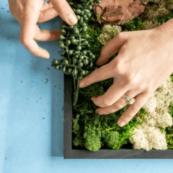 Moss Wall Kit -Ed's plant shop moss wall kit 443896