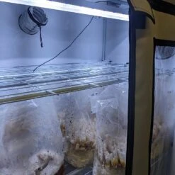 Mushroom Fruiting & Incubation 3-Tier Walden White LED Grow Tent Kit -Ed's plant shop mushroom fruiting incubation 3 tier walden white led grow tent kit 218214