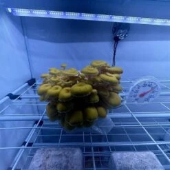 Mushroom Fruiting & Incubation 3-Tier Walden White LED Grow Tent Kit -Ed's plant shop mushroom fruiting incubation 3 tier walden white led grow tent kit 826881