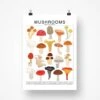 Mushrooms Species ID Chart - Botanical Fungi Art Print 2 Mushrooms Species ID Chart - Botanical Fungi Art Print -Ed's plant shop mushrooms species id chart botanical fungi art print 479511
