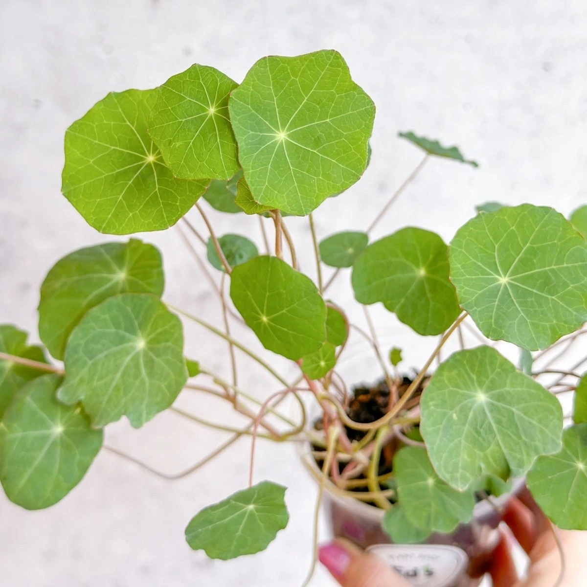 Nasturium - Tall Trailing Nasturitium Mix 5 Nasturium - Tall Trailing Nasturitium Mix - Image 3