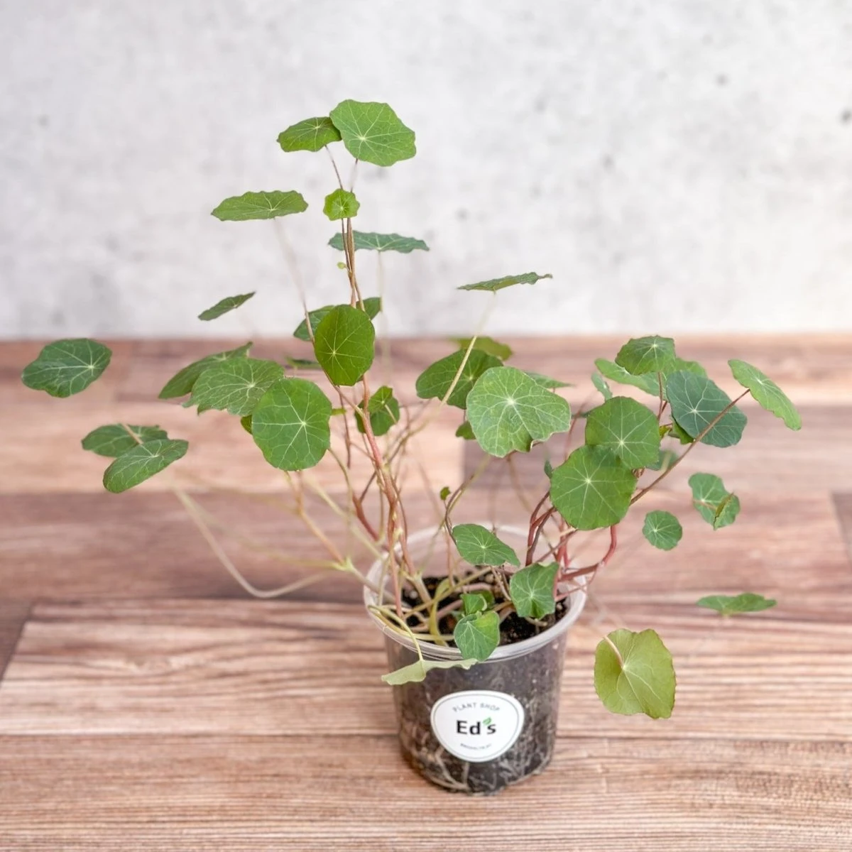 Nasturium - Tall Trailing Nasturitium Mix 4 Nasturium - Tall Trailing Nasturitium Mix - Image 2